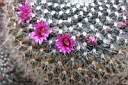 MAMMILLARIA BRAUNEANA_FIORI.jpg